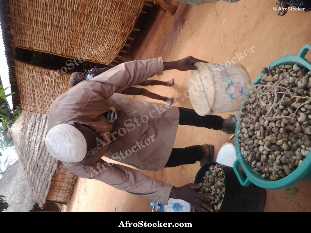 Cashew Countryside Guinea-Bissau / Campagne de Cajou Guinée-Bissau | AfroStocker