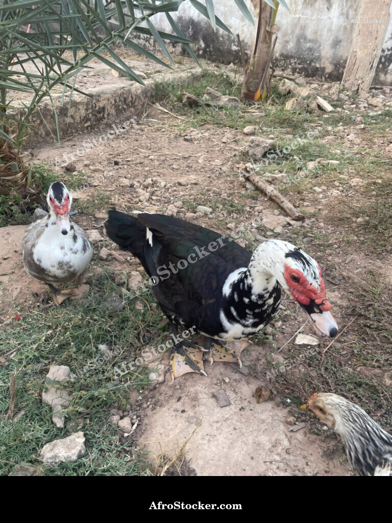 Ducks in African Village / Canards dans un Village Africain | AfroStocker