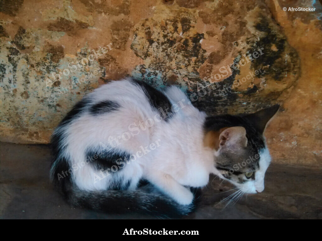 Cat Resting in African Courtyard / Chat au Repos dans une Cour Africaine | AfroStocker