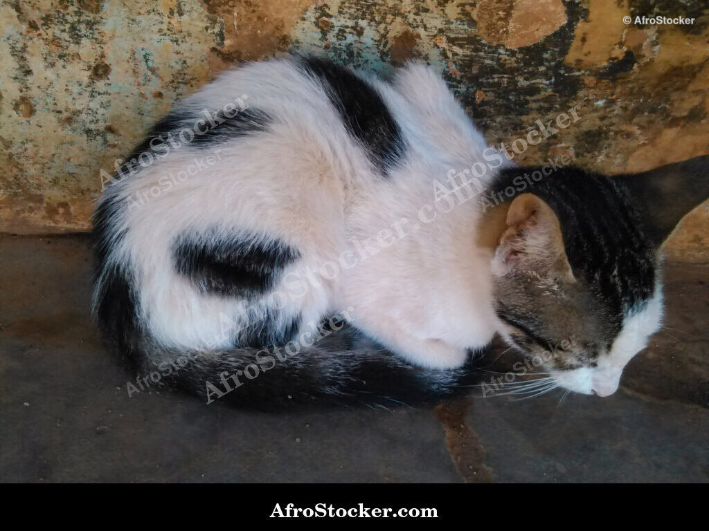 Relaxed Cat West Africa / Chat Détendu Afrique de l'Ouest | AfroStocker
