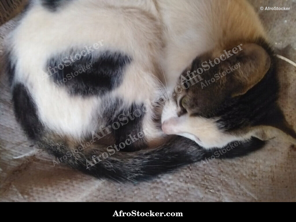 Sleeping Cat African Home / Chat Endormi Maison Africaine | AfroStocker