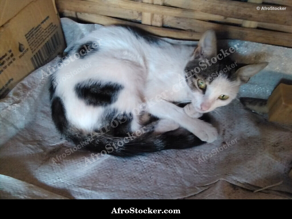 African Cat in Shade / Chat Africain à l'Ombre | AfroStocker