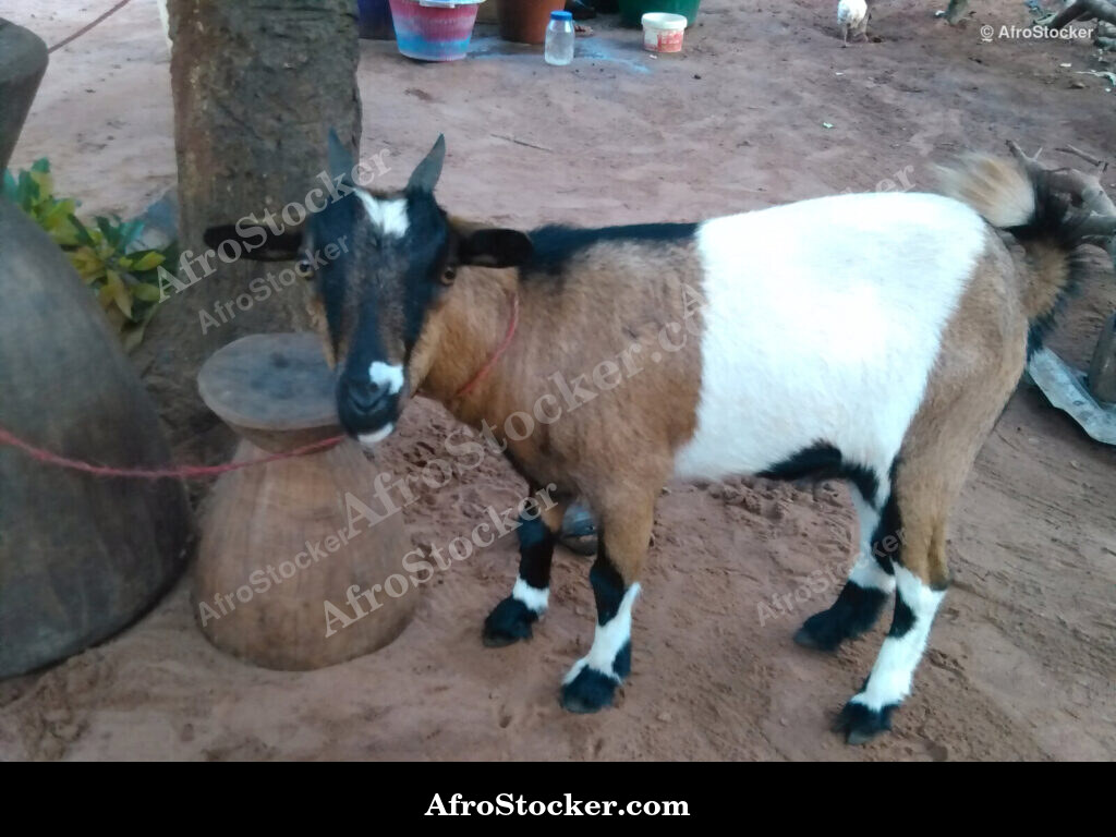 Local Goat West Africa / Chèvre Locale Afrique de l'Ouest | AfroStocker