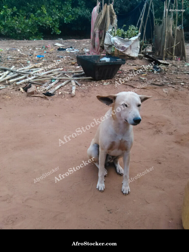 Domestic Dog African Village / Chien Domestique Village Africain | AfroStocker