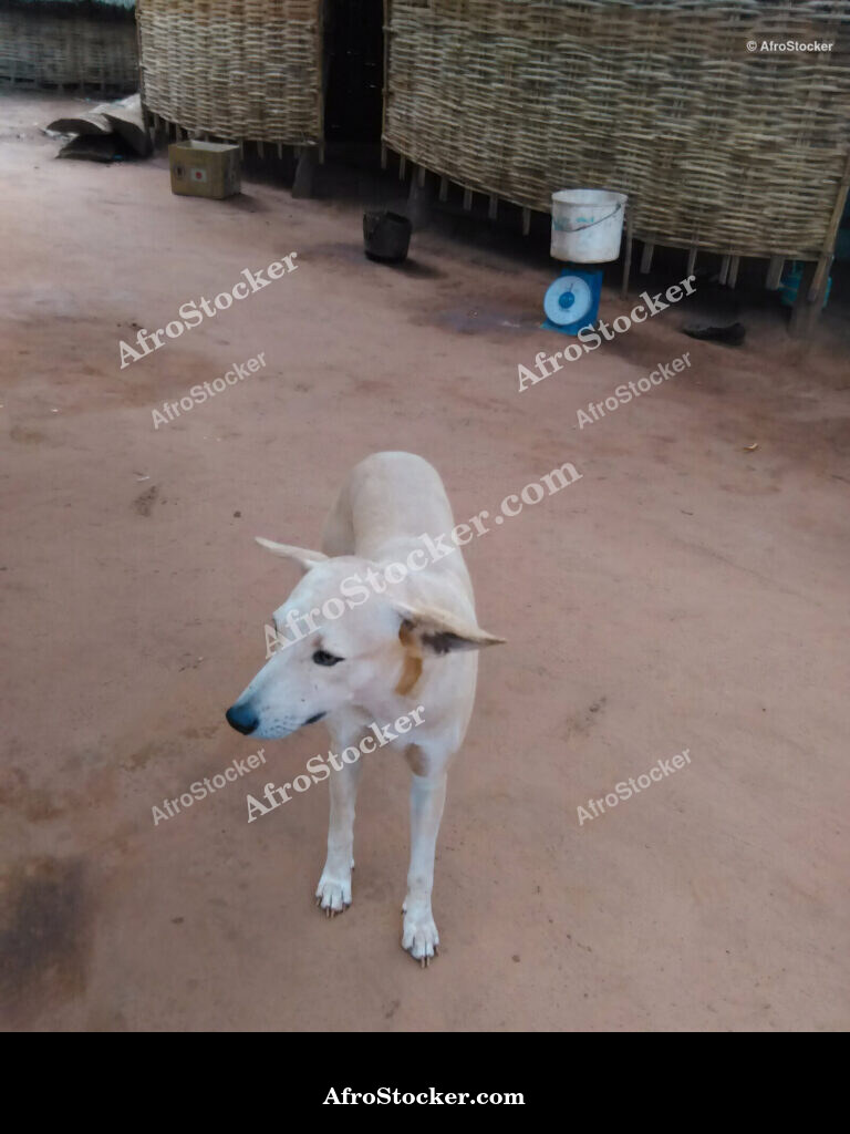 African Village Dog Portrait / Portrait de Chien de Village Africain | AfroStocker