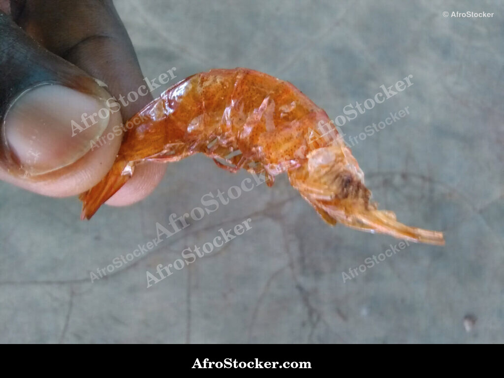 Dried Shrimp Africa / Crevettes Séchées Afrique | AfroStocker