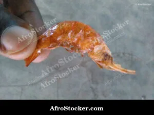 Dried Shrimp Africa