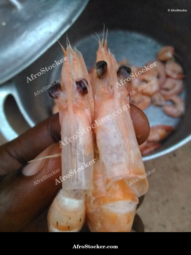 African Shrimp Close-Up / Crevettes Africaines Gros Plan | AfroStocker