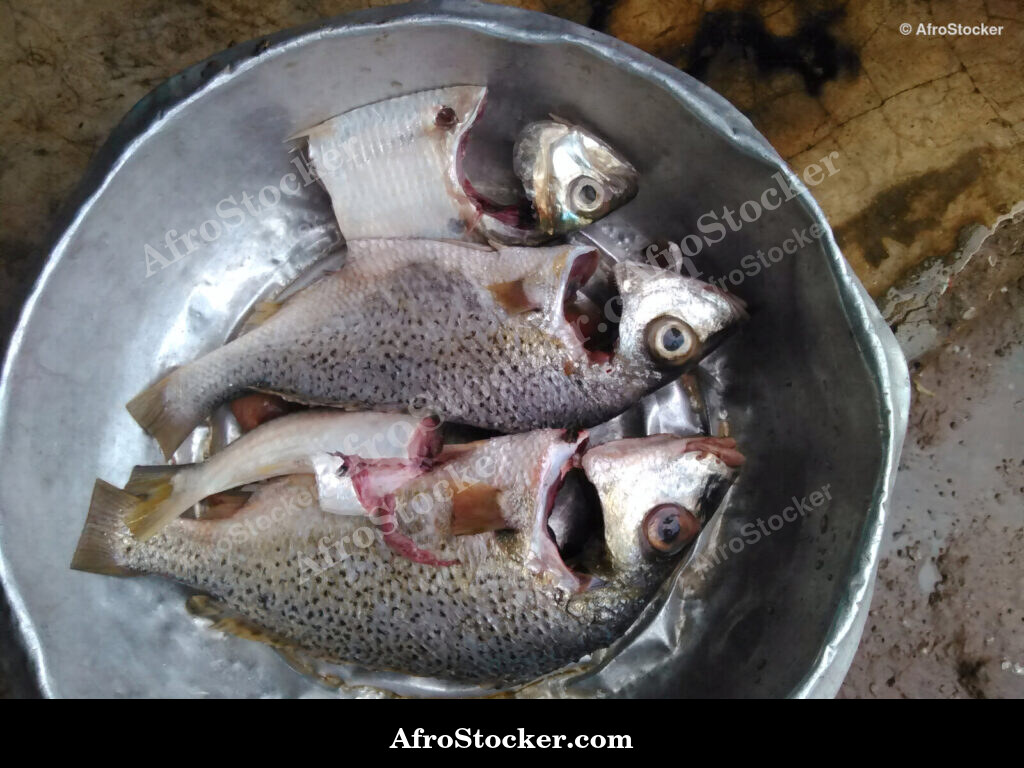 African Fish Cooking Scene / Scène de Cuisson de Poisson Afrique | AfroStocker
