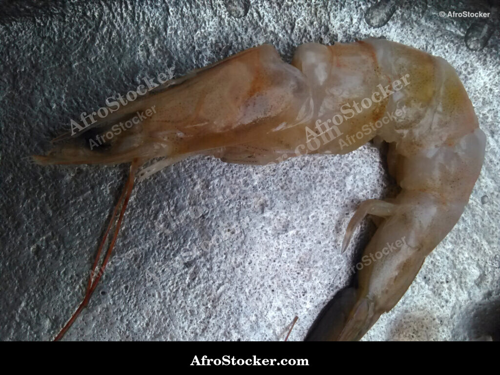 Fresh Shrimp African Market / Crevettes Fraîches Marché Africain | AfroStocker
