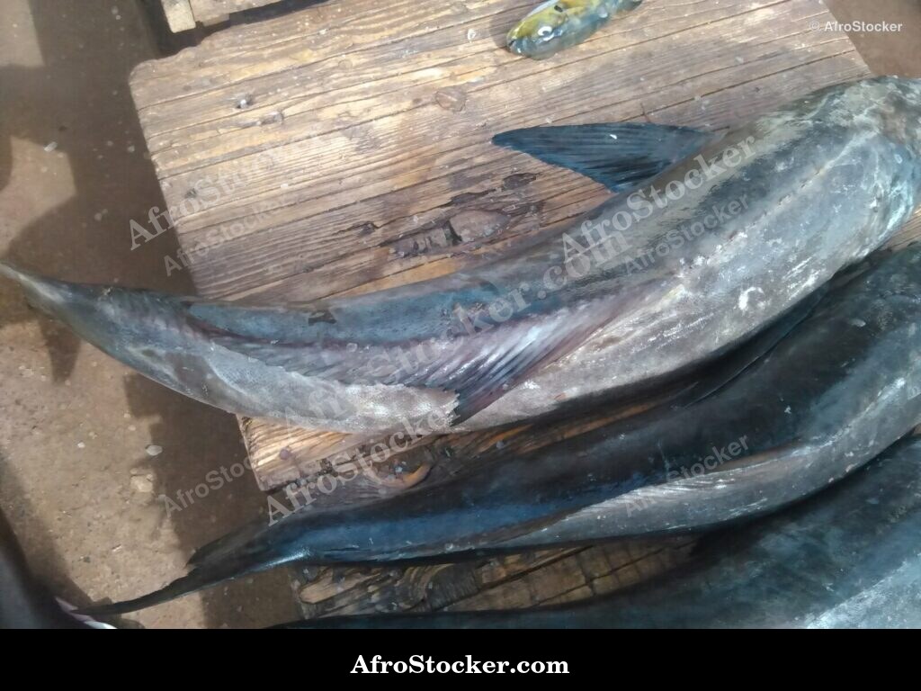Fish Seller African Market / Marchand de Poissons Marché Africain | AfroStocker