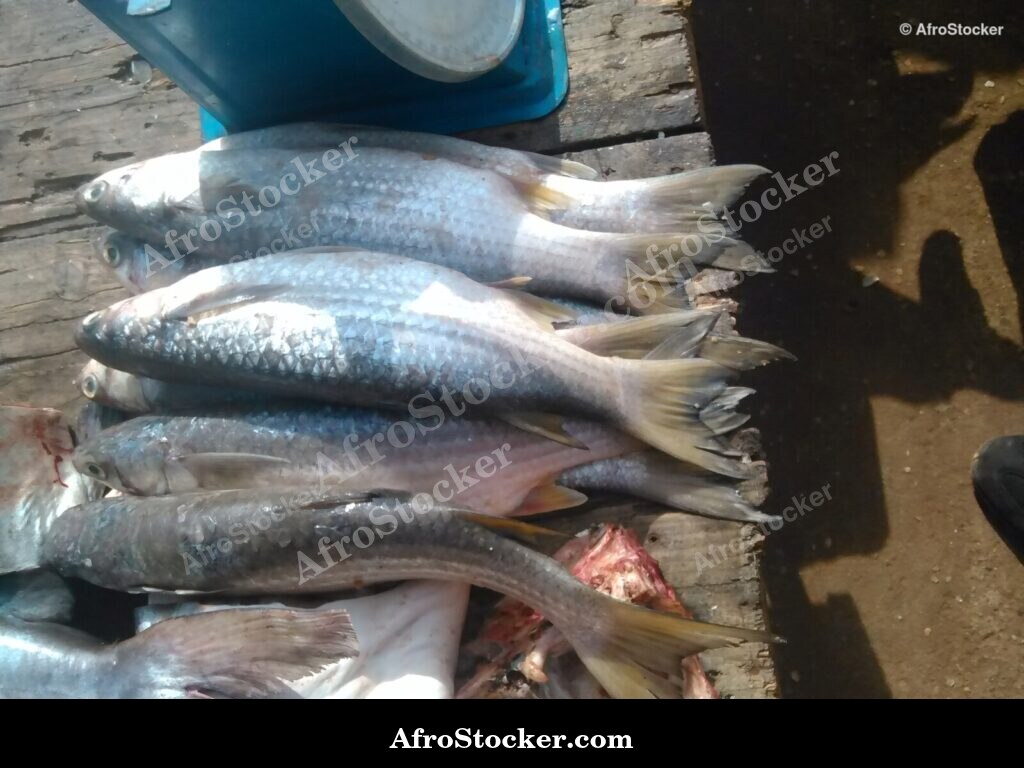 Fish Catch Local Market / Pêche Marché Local | AfroStocker