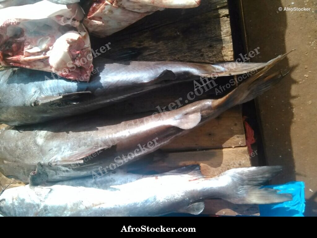 Fish Display Village Market / Étalage de Poissons Marché du Village | AfroStocker