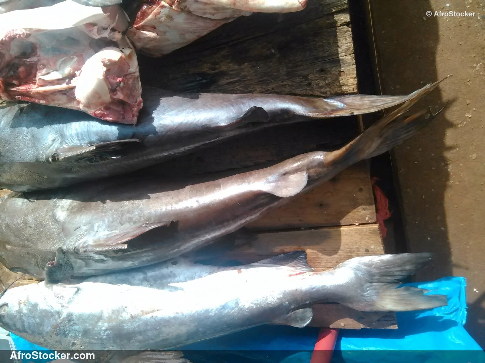 Fish Display Village Market / Étalage de Poissons Marché du Village | AfroStocker