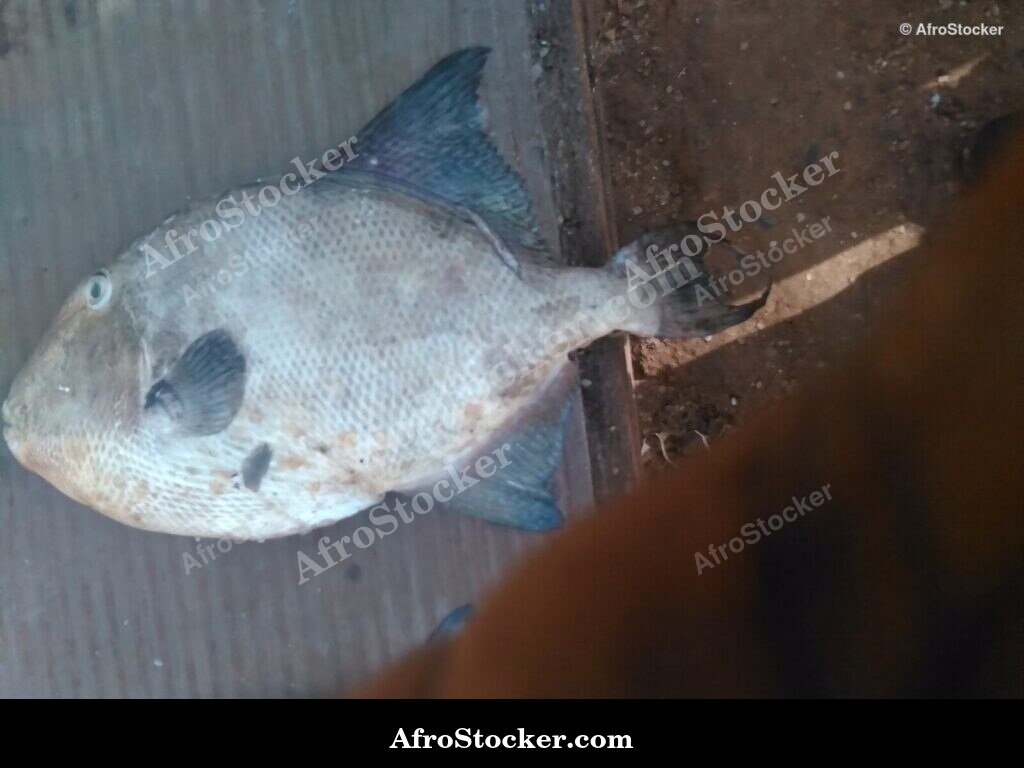 Fish Stall Village Market / Stand de Poissons Marché du Village | AfroStocker