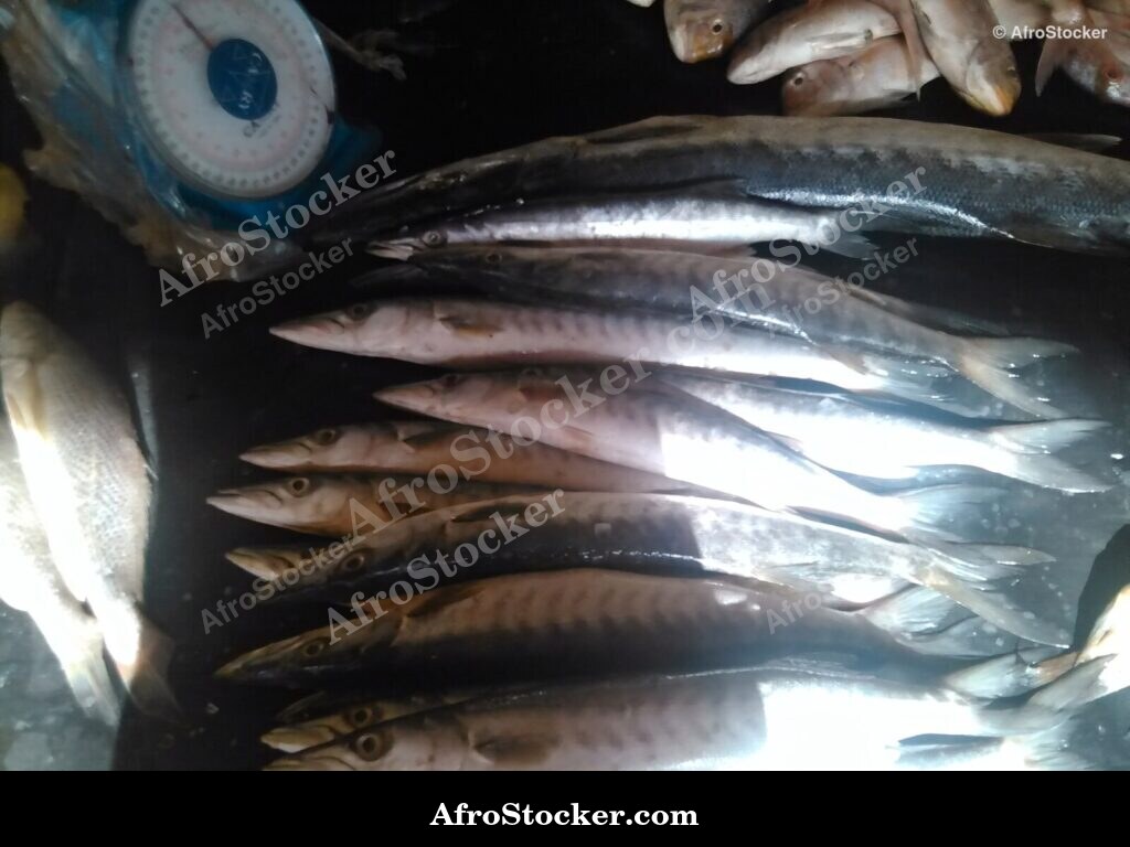 Fresh Fish Seaside Africa / Poissons Frais Afrique Côtière | AfroStocker
