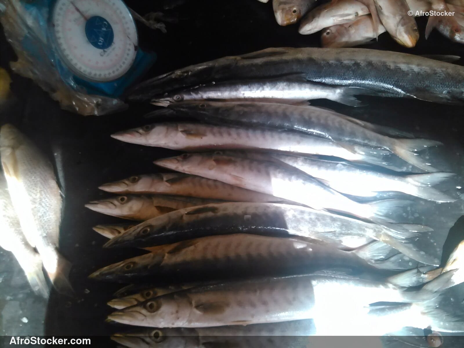Fresh Fish Seaside Africa / Poissons Frais Afrique Côtière | AfroStocker