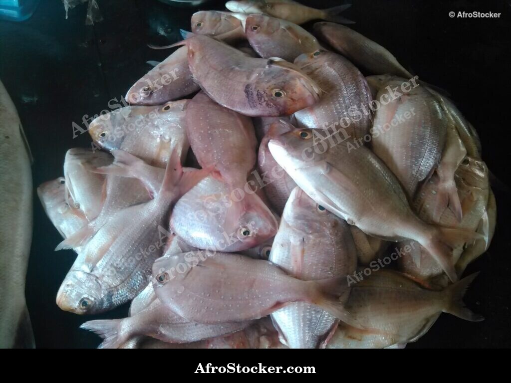 Fish Vendor Seaside Africa / Vendeur de Poissons Afrique Côtière | AfroStocker