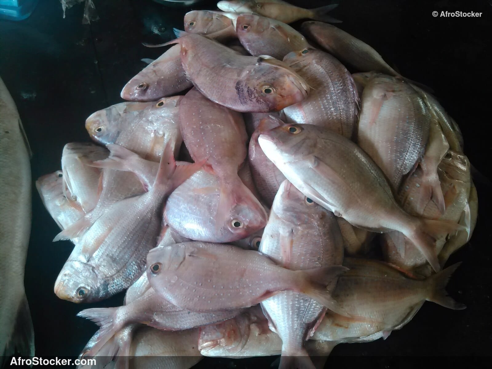 Fish Vendor Seaside Africa / Vendeur de Poissons Afrique Côtière | AfroStocker