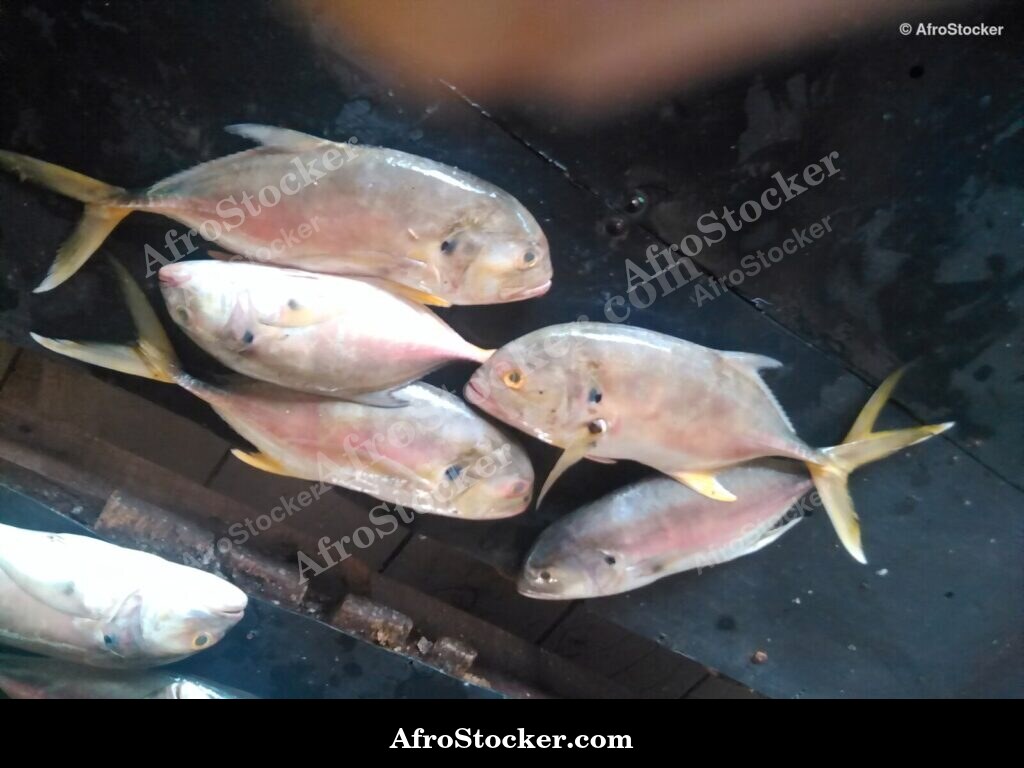 Fish Catch Traditional Africa / Pêche Afrique Traditionnelle | AfroStocker