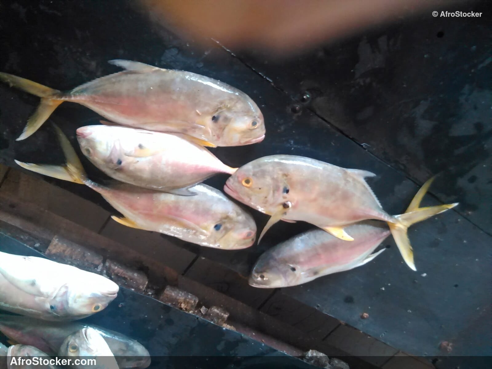 Fish Catch Traditional Africa / Pêche Afrique Traditionnelle | AfroStocker