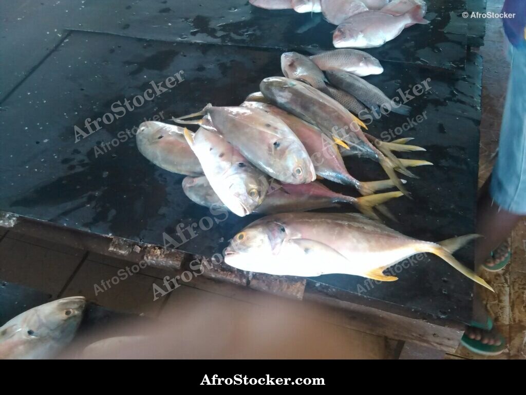 Fish Trade Traditional Africa / Commerce de Poissons Afrique Traditionnelle | AfroStocker