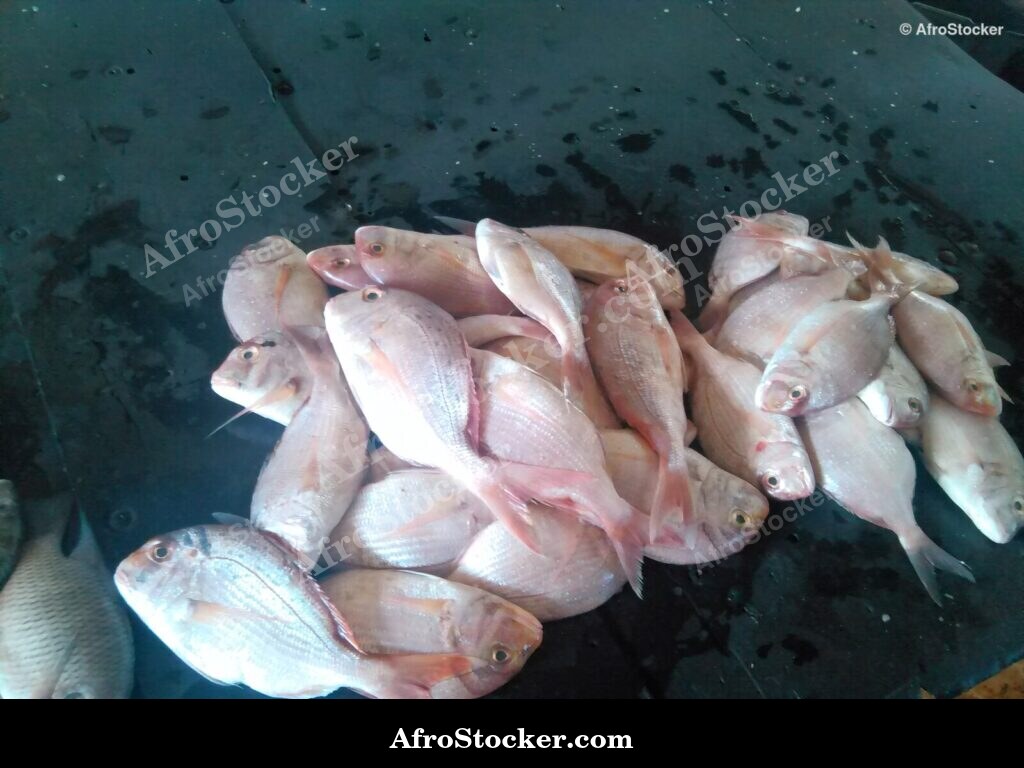 Fish Display Traditional Africa / Étalage de Poissons Afrique Traditionnelle | AfroStocker