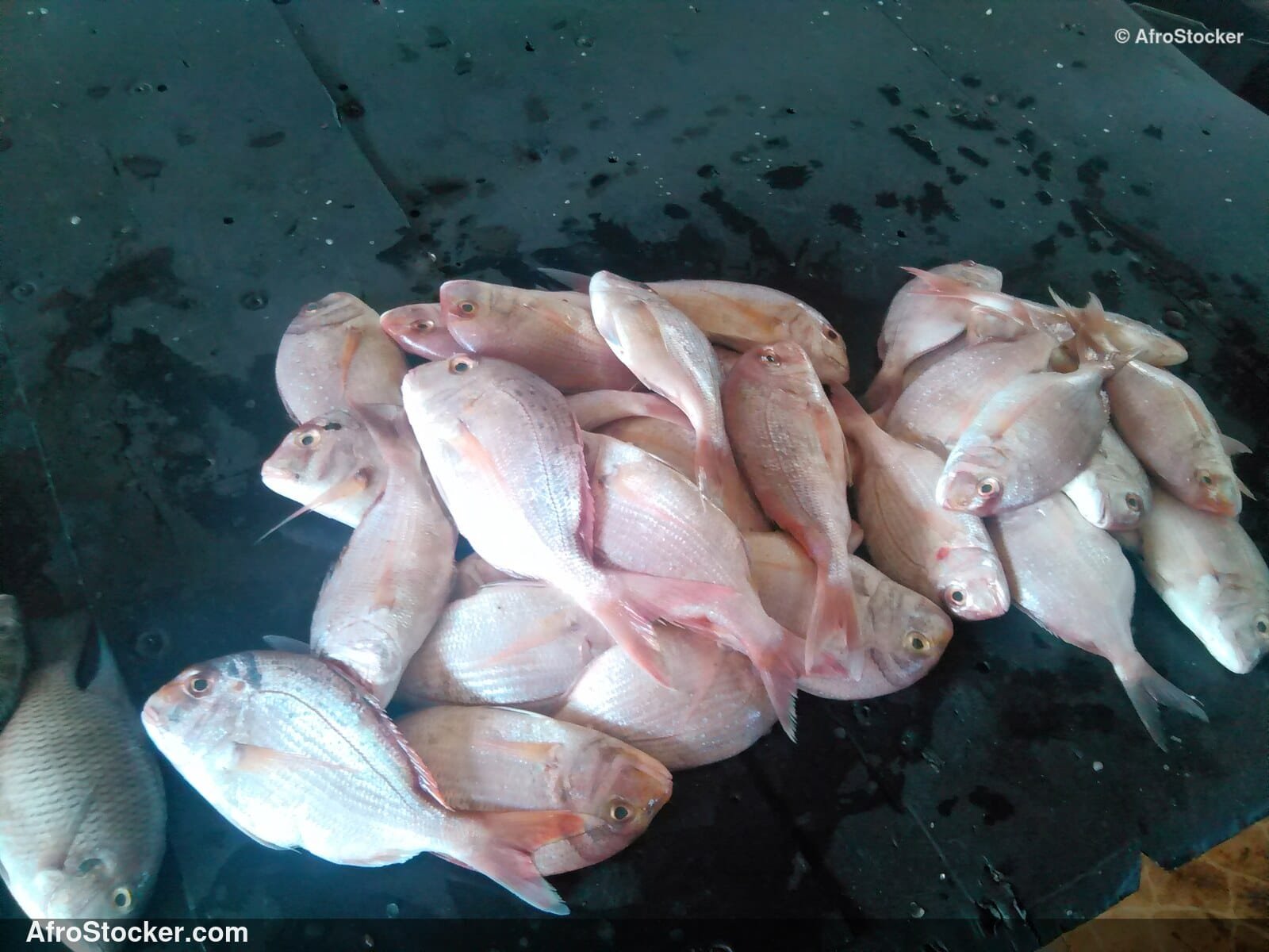 Fish Display Traditional Africa / Étalage de Poissons Afrique Traditionnelle | AfroStocker