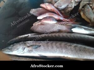 Fish Seller Riverside Africa - Daily Life Moment