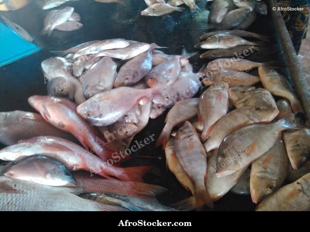 Fresh Fish Riverside Africa / Poissons Frais Afrique Riveraine | AfroStocker