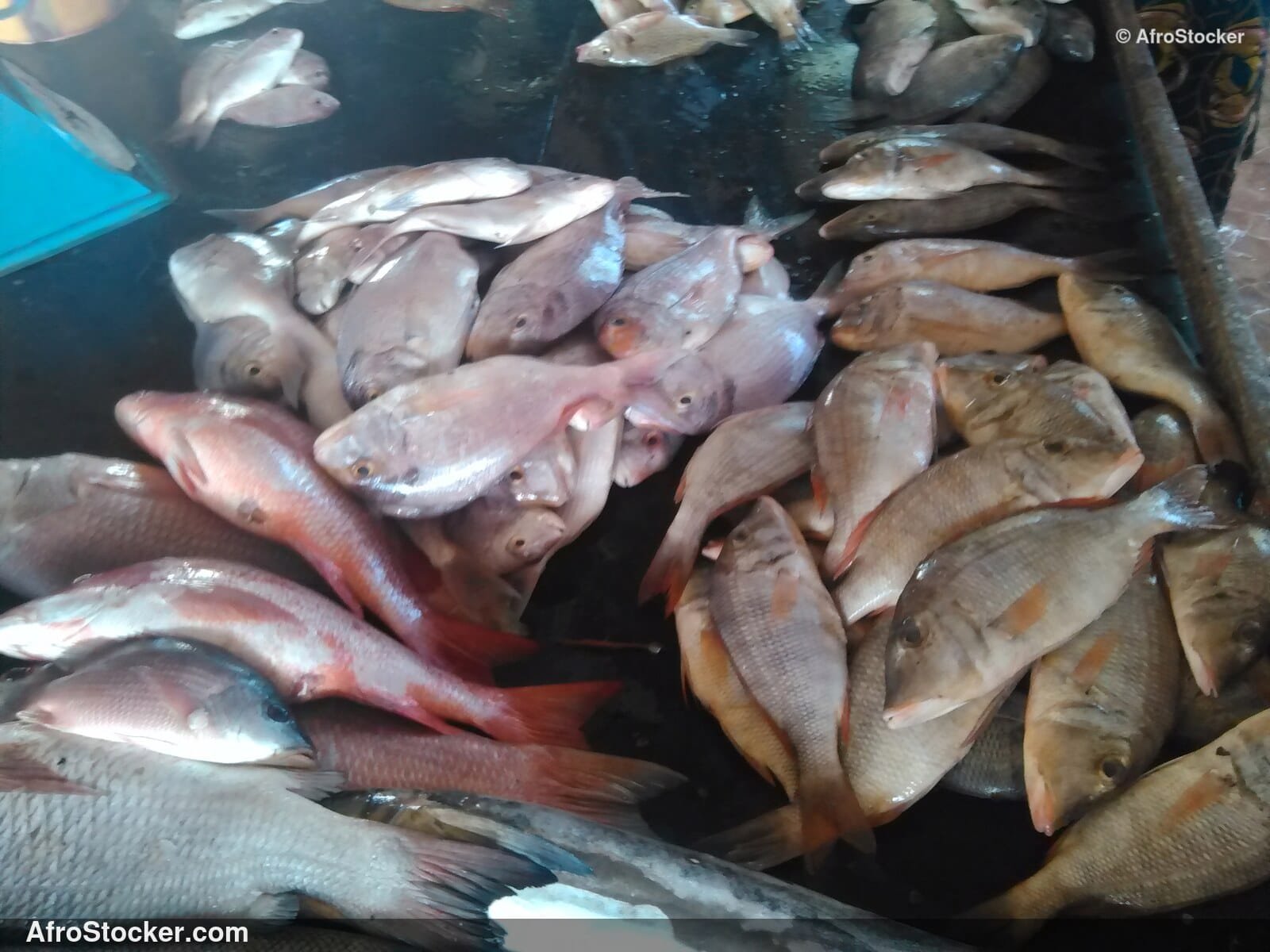 Fresh Fish Riverside Africa / Poissons Frais Afrique Riveraine | AfroStocker