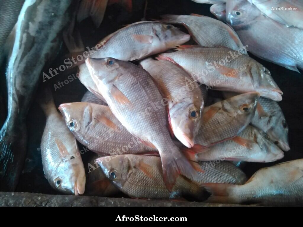 Fish Market West Africa / Marché aux Poissons Afrique de l'Ouest | AfroStocker