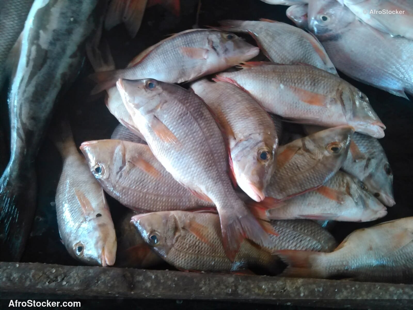Fish Market West Africa / Marché aux Poissons Afrique de l'Ouest | AfroStocker