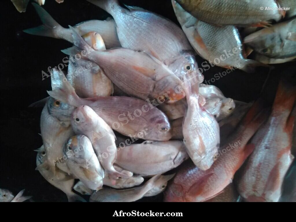Fish Vendor West Africa / Vendeur de Poissons Afrique de l'Ouest | AfroStocker