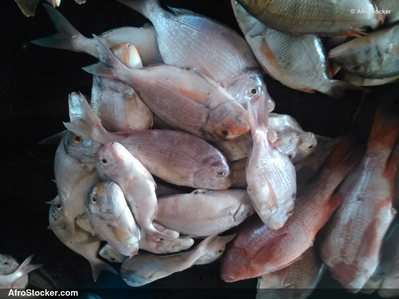 Fish Vendor West Africa / Vendeur de Poissons Afrique de l'Ouest | AfroStocker