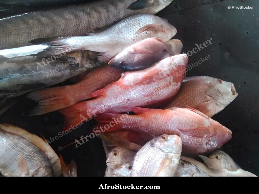 Fish Catch West Africa / Pêche Afrique de l'Ouest | AfroStocker