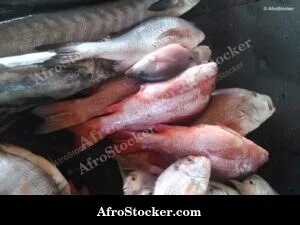 Fish Catch West Africa - Traditional Setting