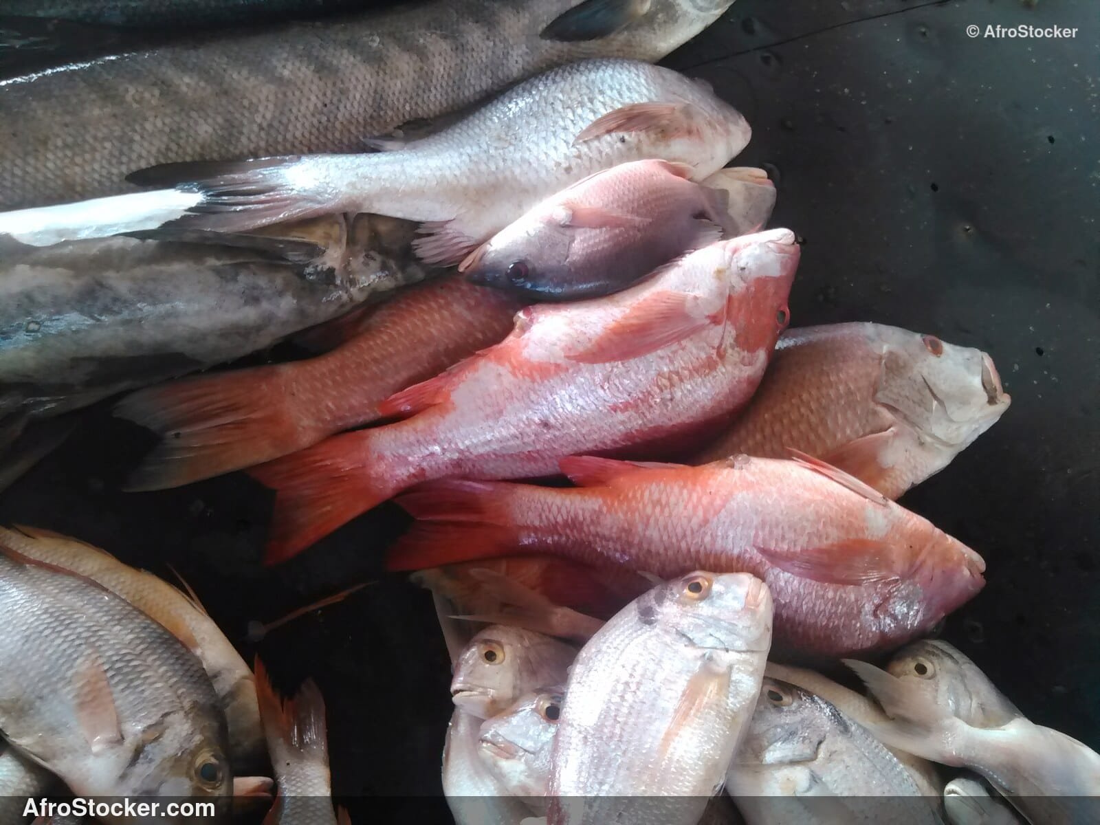 Fish Catch West Africa / Pêche Afrique de l'Ouest | AfroStocker