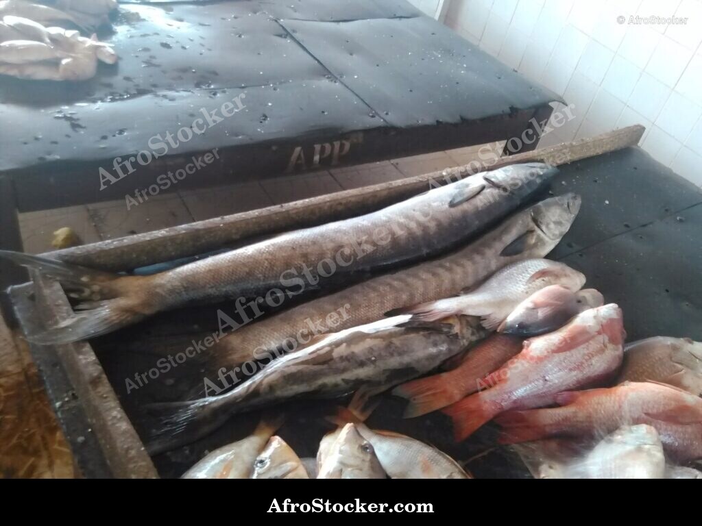Fish Trade Coastal Village / Commerce de Poissons Village Côtier | AfroStocker