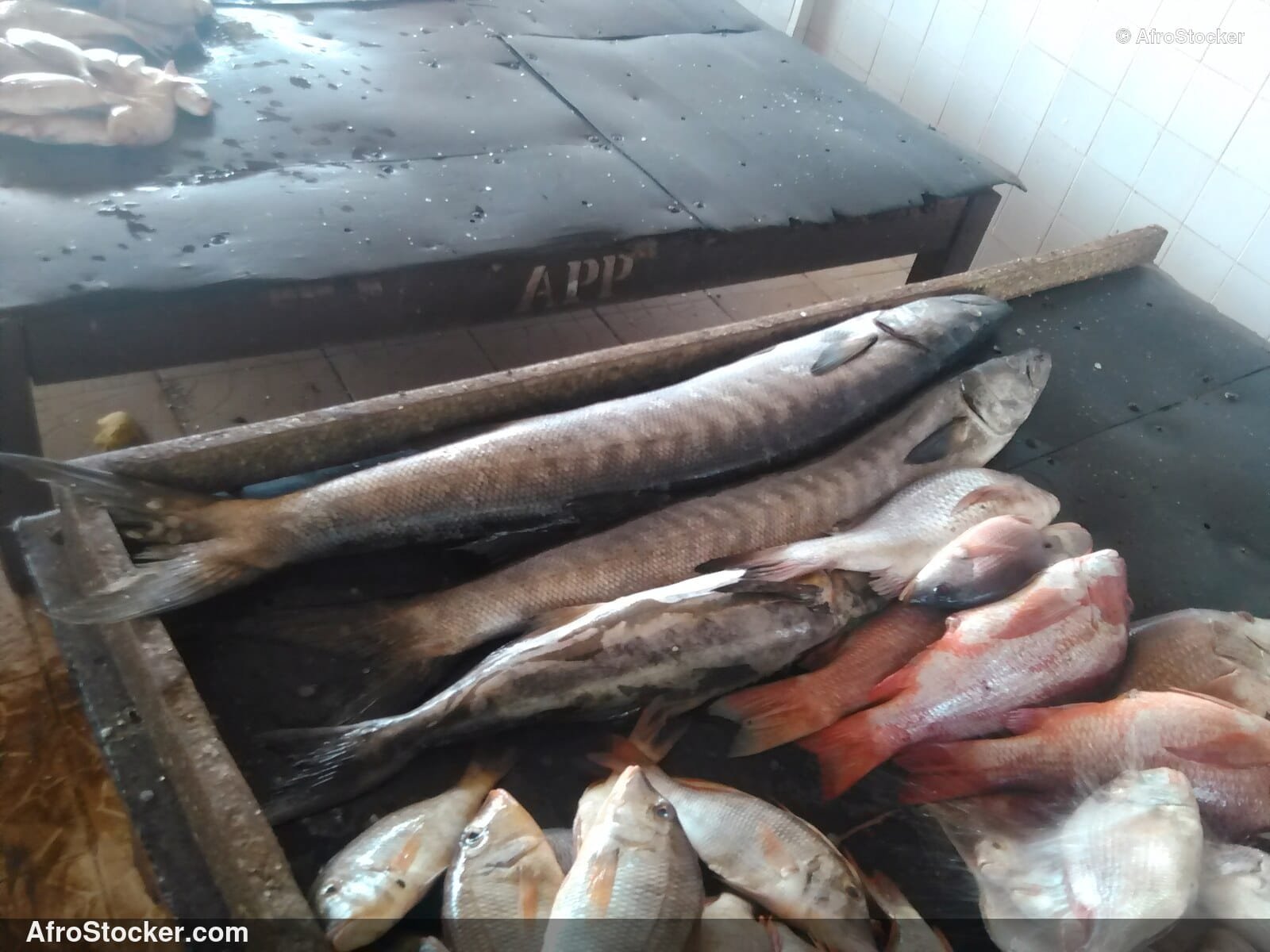 Fish Trade Coastal Village / Commerce de Poissons Village Côtier | AfroStocker