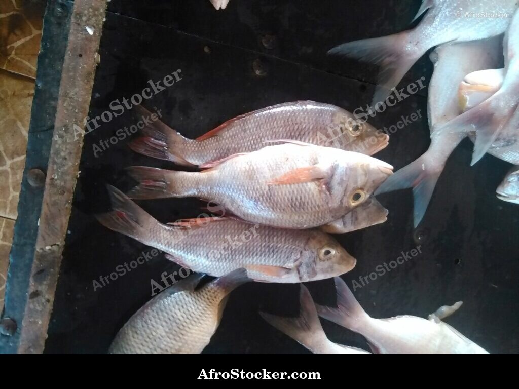 Fish Display Coastal Village / Étalage de Poissons Village Côtier | AfroStocker