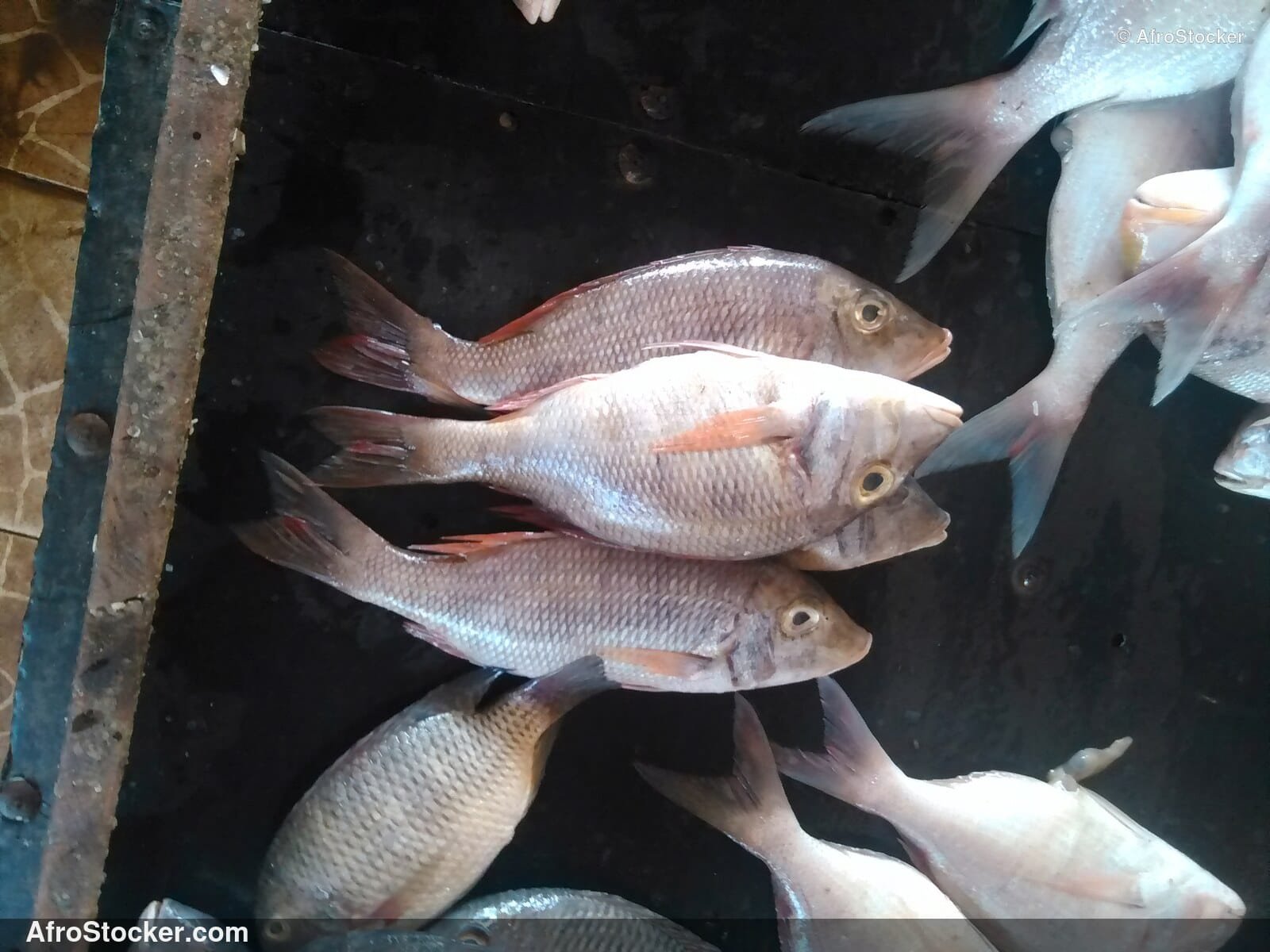 Fish Display Coastal Village / Étalage de Poissons Village Côtier | AfroStocker
