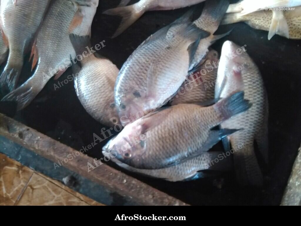 Fish Stall Coastal Village / Stand de Poissons Village Côtier | AfroStocker