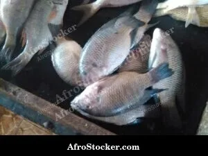 Fish Stall Coastal Village - Village Scene