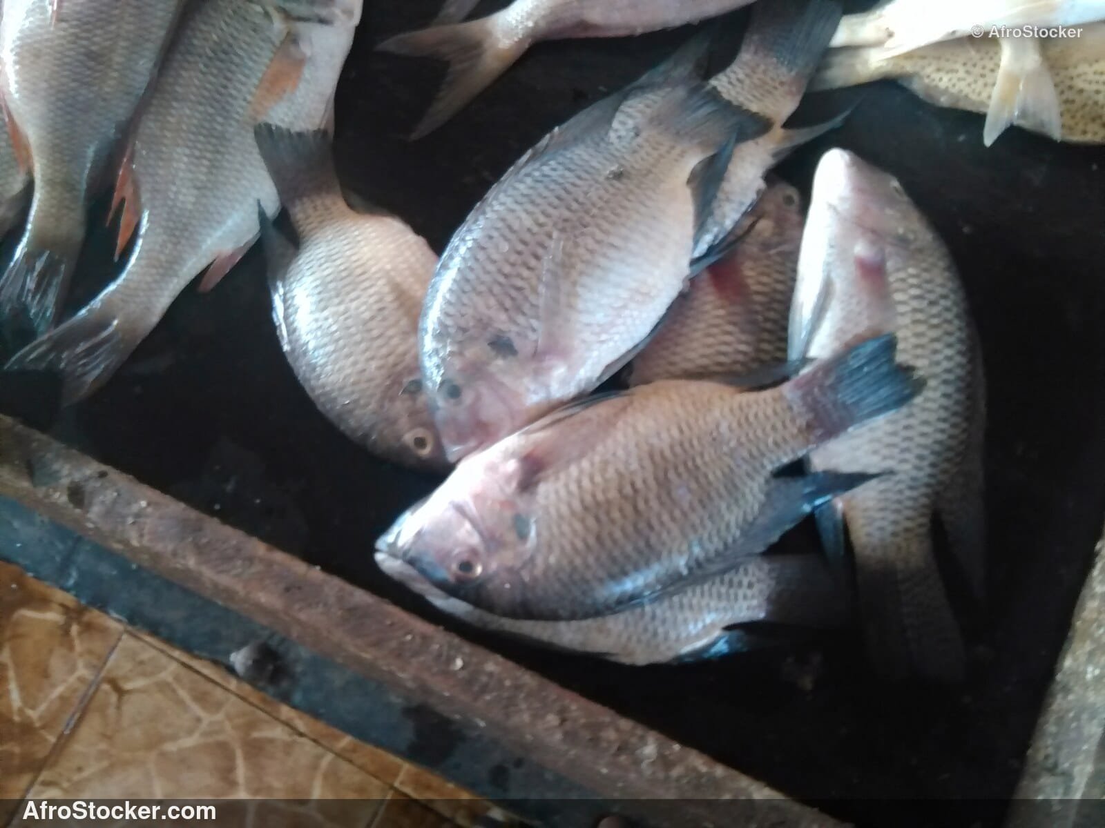 Fish Stall Coastal Village / Stand de Poissons Village Côtier | AfroStocker