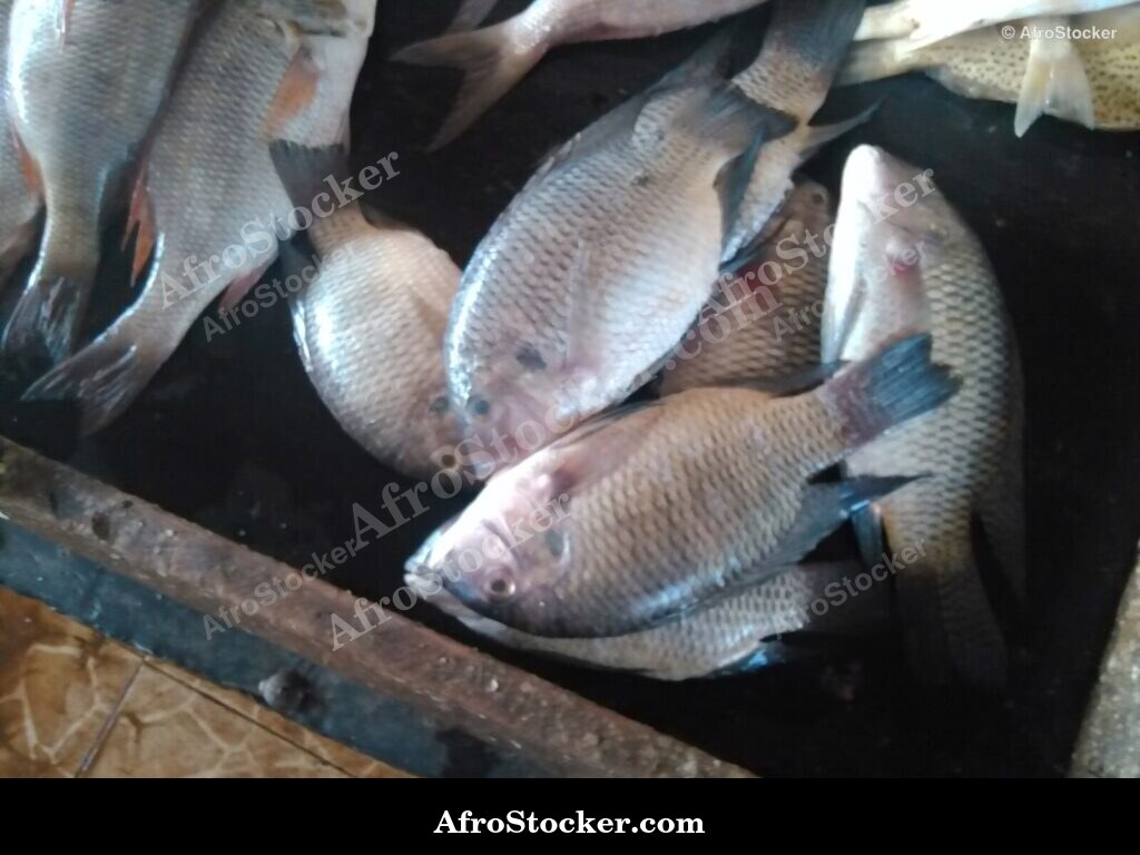 Fish Seller African Market / Marchand de Poissons Marché Africain | AfroStocker