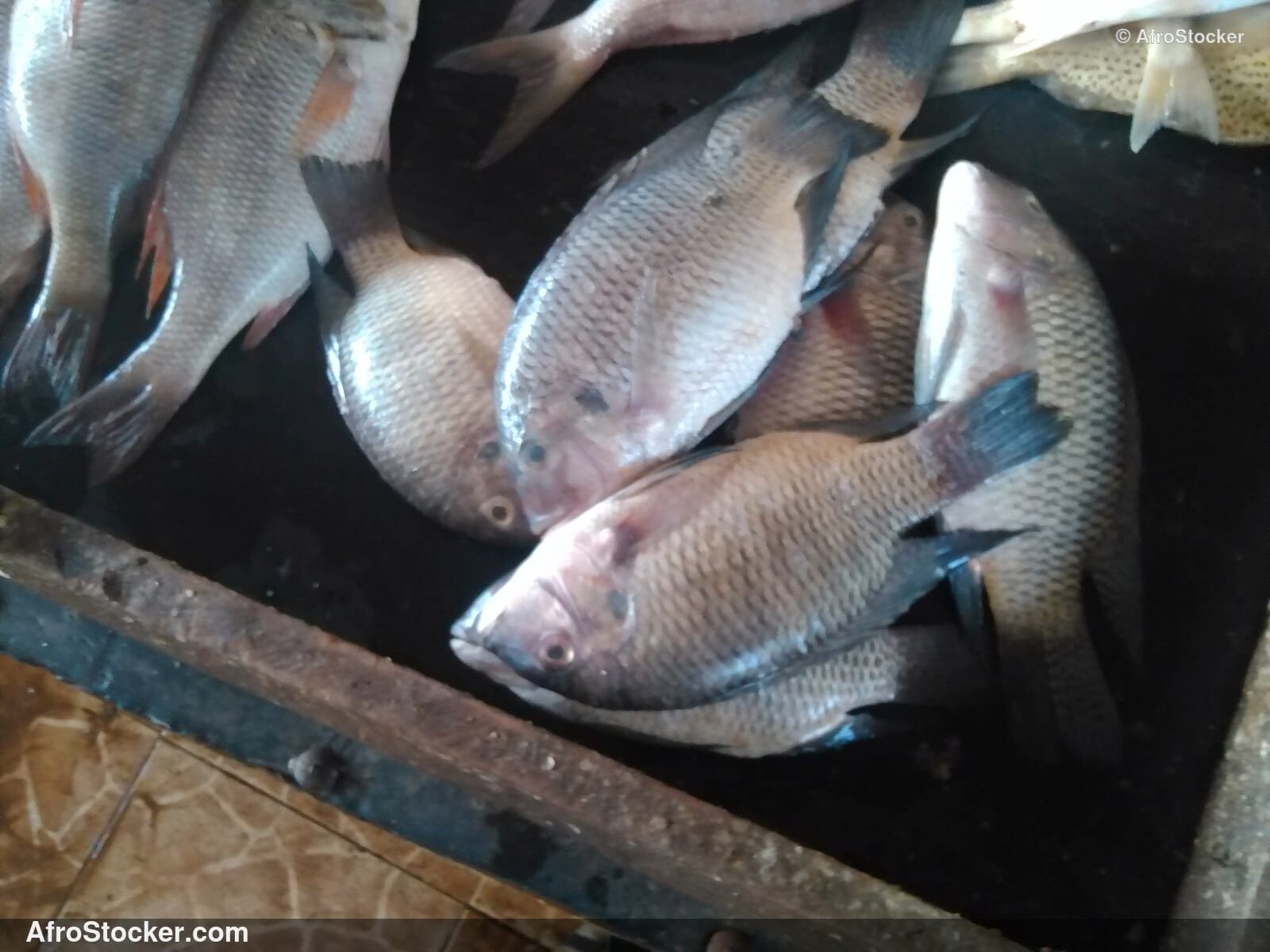 Fish Seller African Market / Marchand de Poissons Marché Africain | AfroStocker