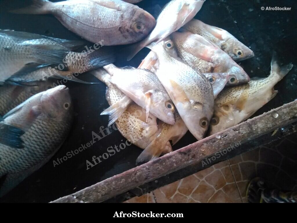 Fish Vendor Local Market / Vendeur de Poissons Marché Local | AfroStocker