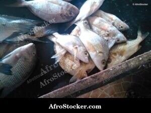 Fish Vendor Local Market - Village Scene
