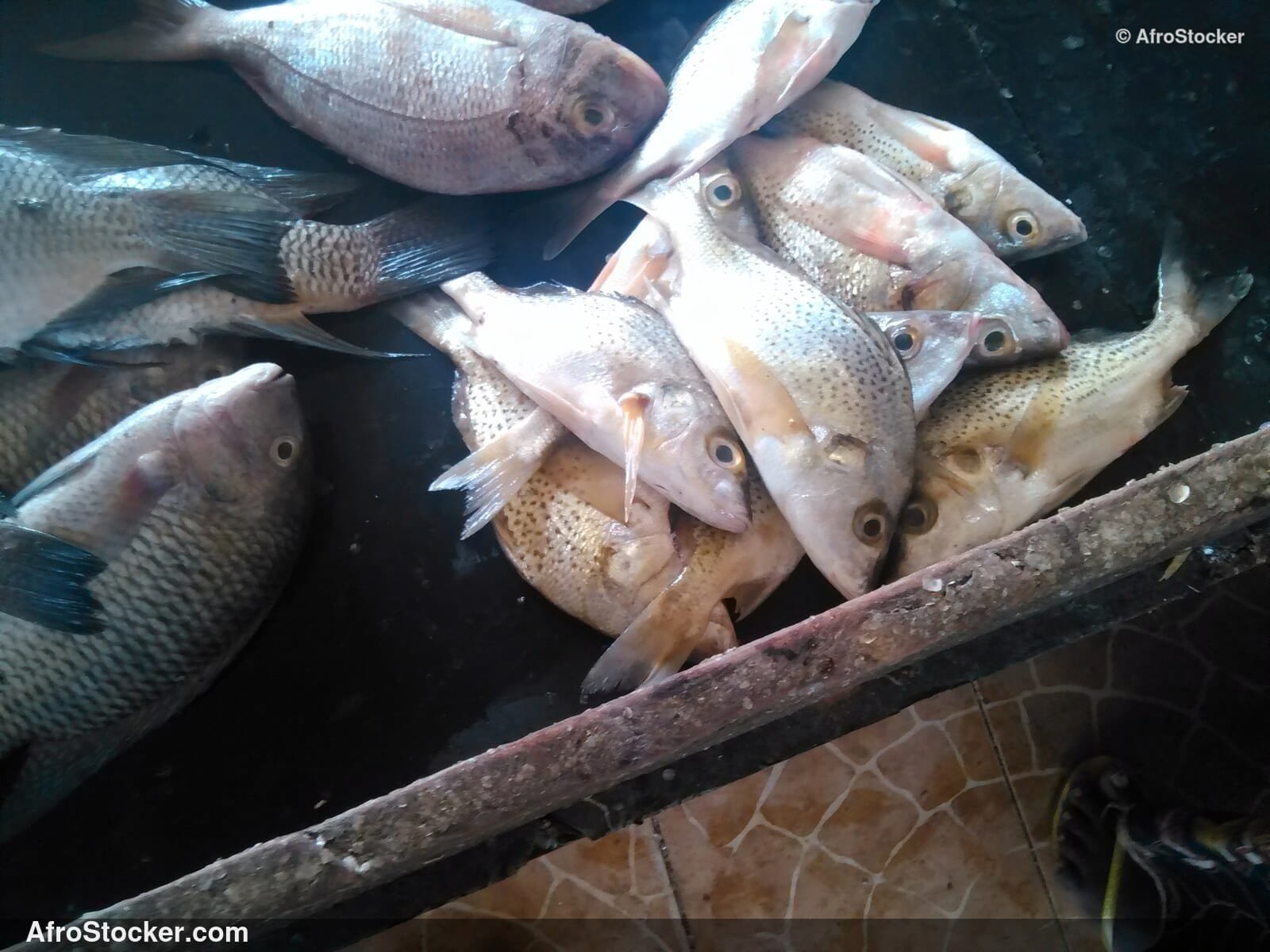 Fish Vendor Local Market / Vendeur de Poissons Marché Local | AfroStocker